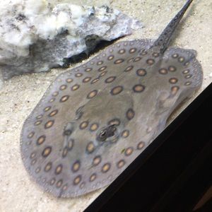 Meet your Posher, Cara